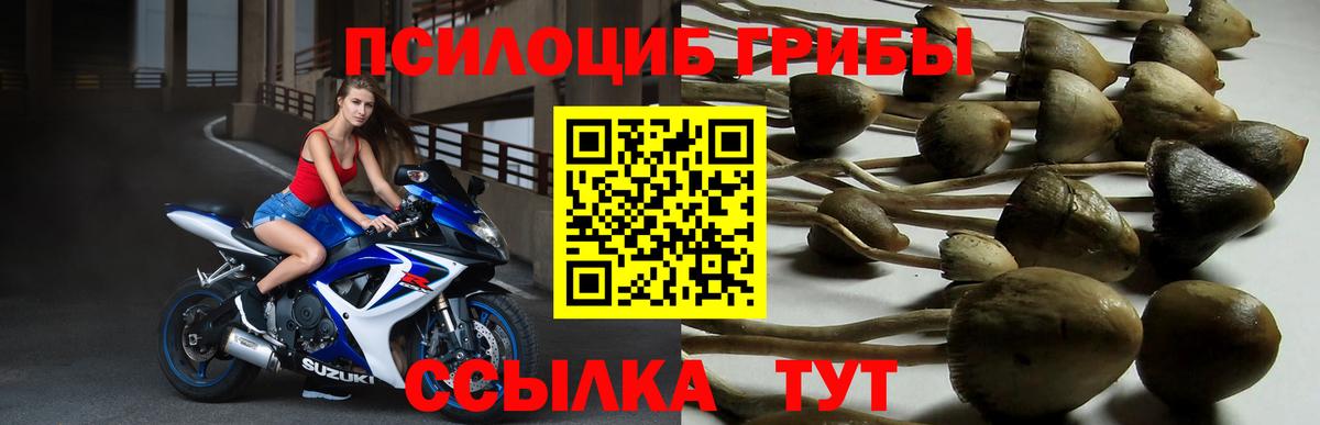 Галлюциногенные грибы Psilocybe Всеволожск